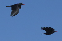 Pyrrhocorax pyrrhocorax